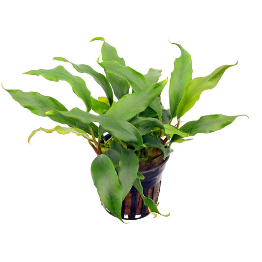 Anubias Minima Pot 2 Stems (Pre-Order)