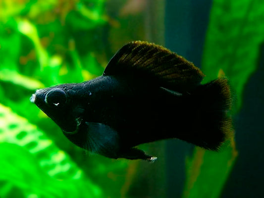 Black Balloon Molly - M (Pre-Order)