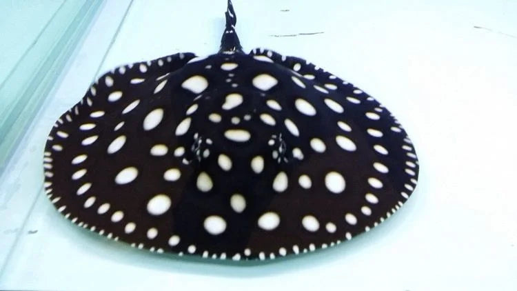 Black Diamond Stingray 9-8'' inch