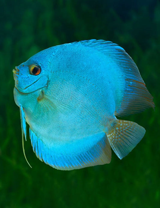 Blue Diamond Discuss 4 inch