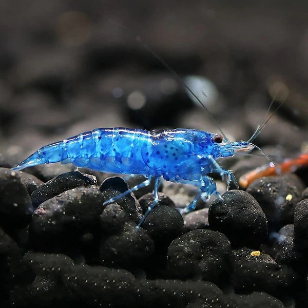 Blue shrimp