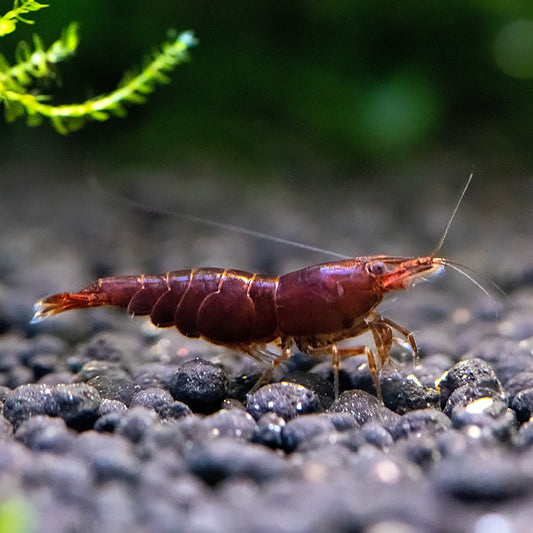 Chocolate Shrimp