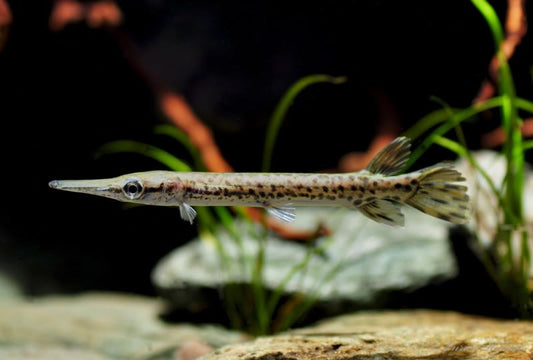 Aligator Gar 8'' (Pre-Order)