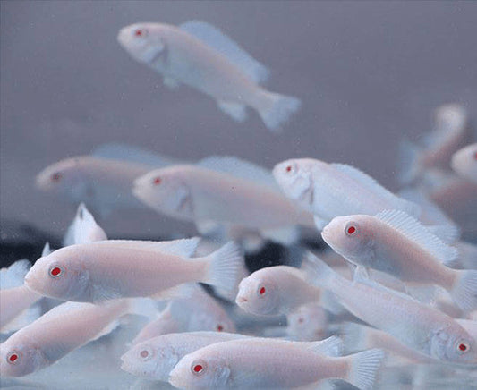 Snow White Cichlid 2 '' Plus