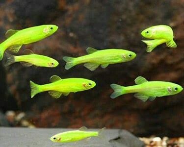 Green Zebra Danio - M