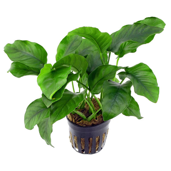 Anubias Nana Pot 2 Stems