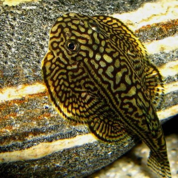 Hillsteam Loach - L 3-4cm