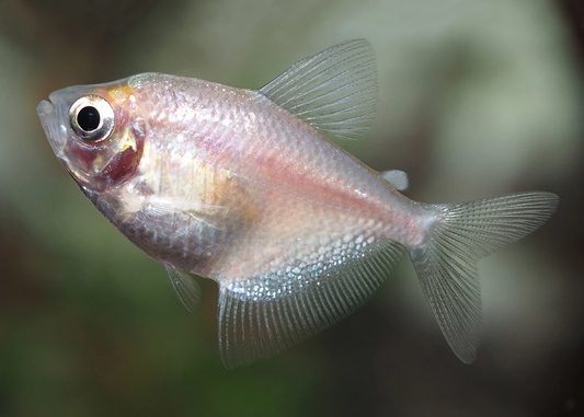 White Widow Tetra - M