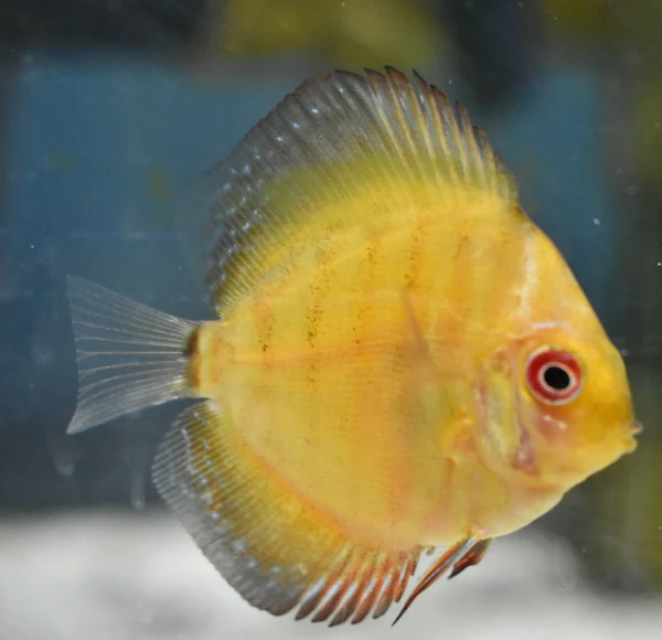 Assorted Discus mix colour 3"