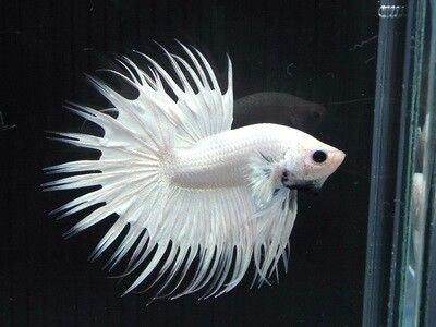 Crowntail