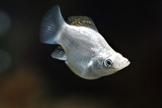 White Balloon Molly - M