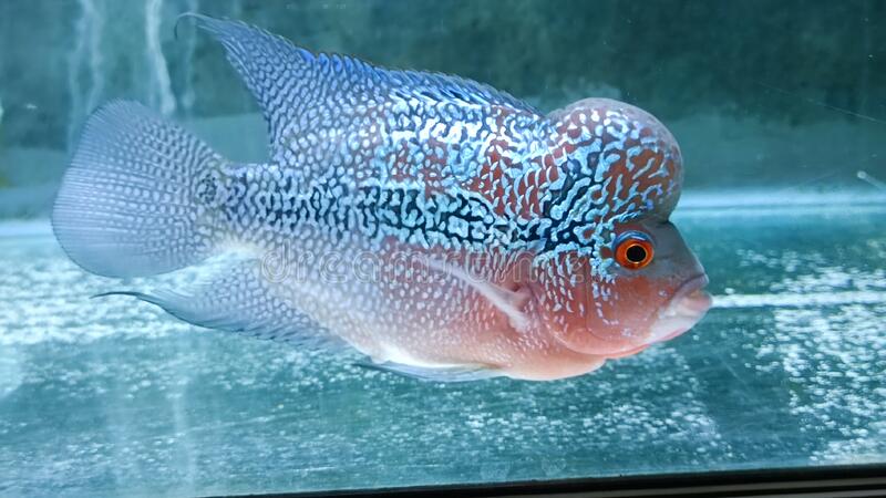 Flower Horn 3.5''-4'' Plus