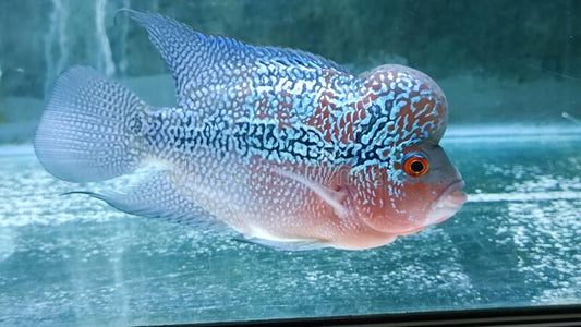 Flower Horn 3.5''-4'' Plus