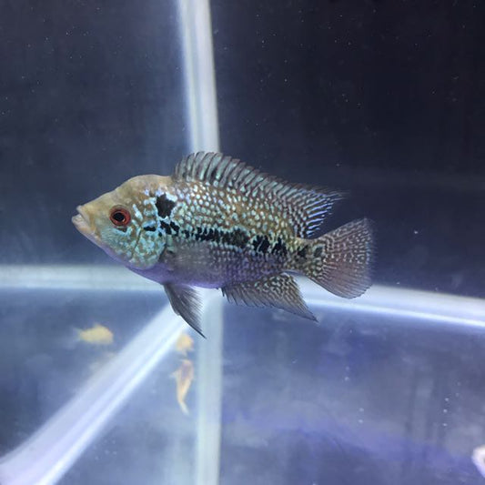 Flowerhorn Baby 2.5''
