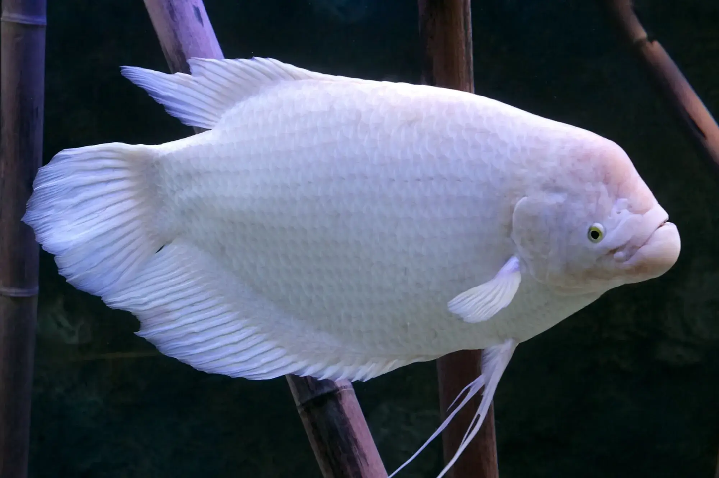 Giant Gouramis 5''