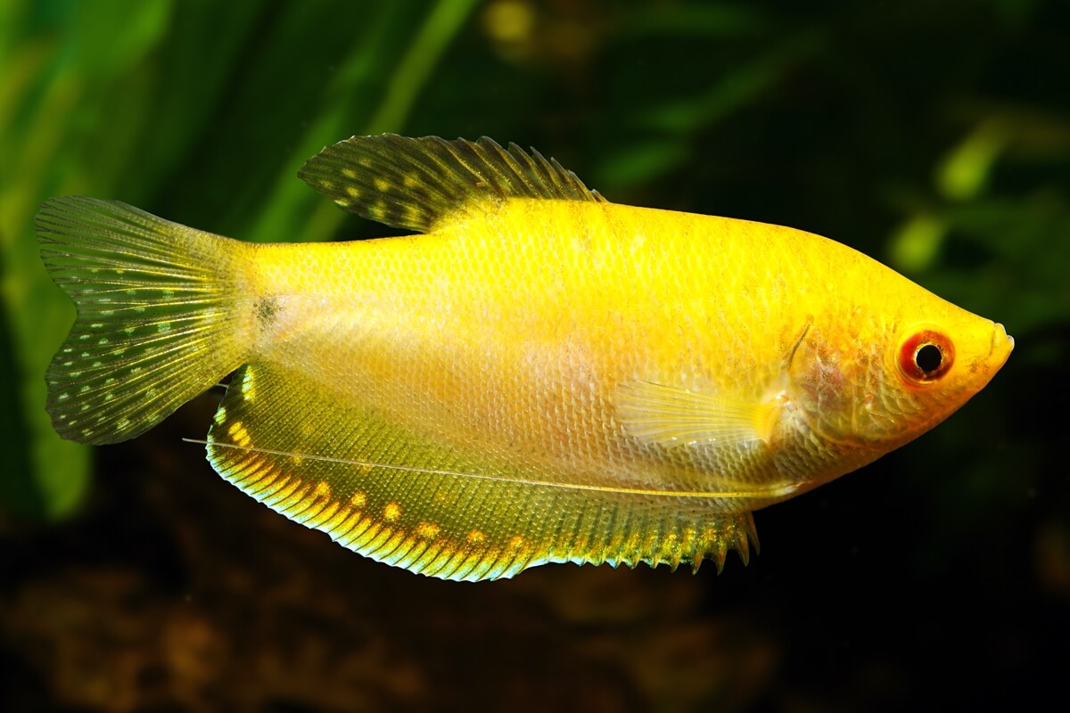 gold gourami