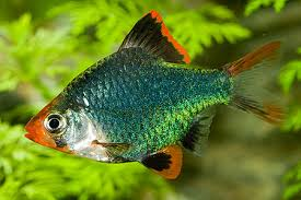 Green Tiger Barb