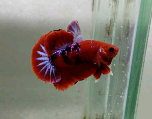 Hellboy Betta Red fancy star male