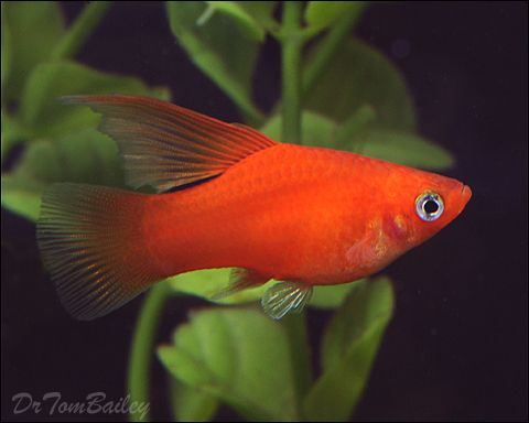 Hi Fin Platy