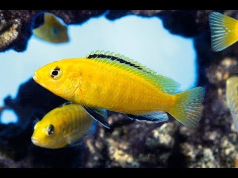 Yellow Banana Cichlid 2 '' Plus (Pre-Order)