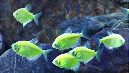 Green Glow Tetra - M