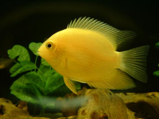 Orange Sivrum 2'' Plus