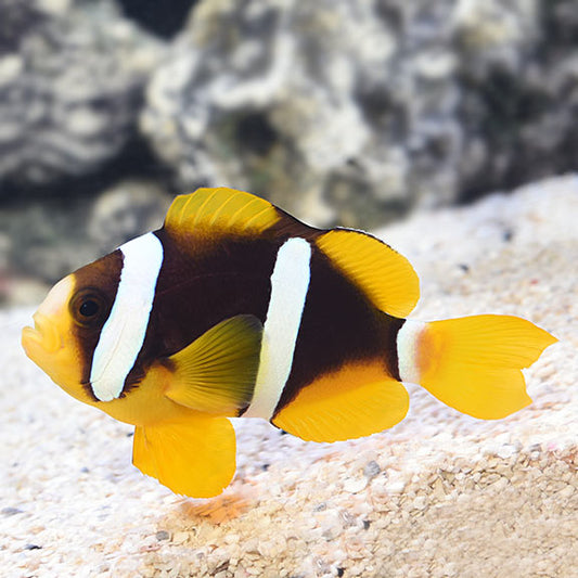 Clerki Clown Fish 2.5'' Plus