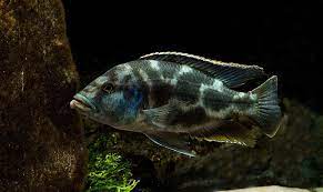 Livingstonii Cichlids 4''