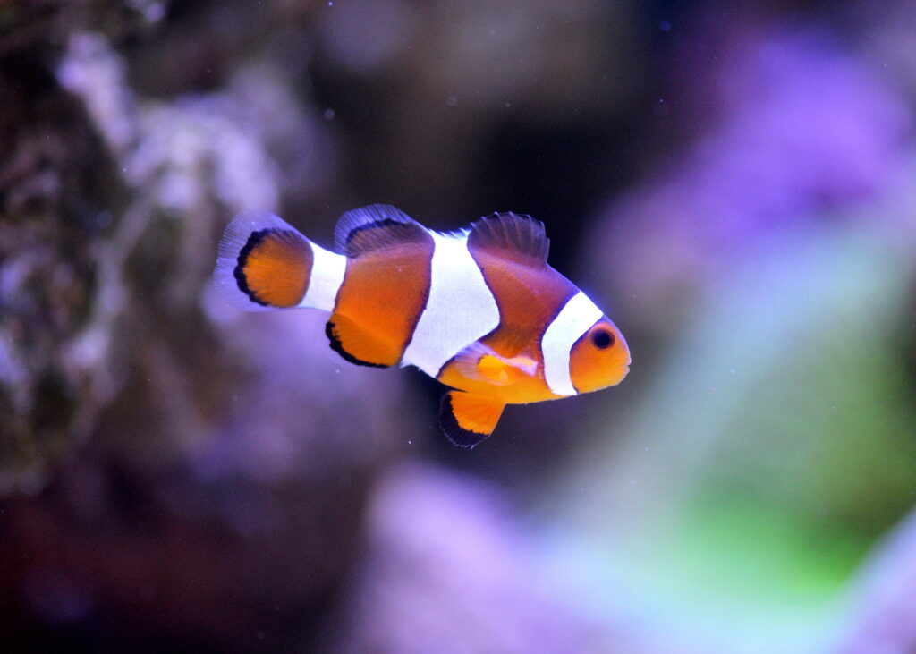 Ocellaris Clown Fish 2'' Plus (Pre-Order)