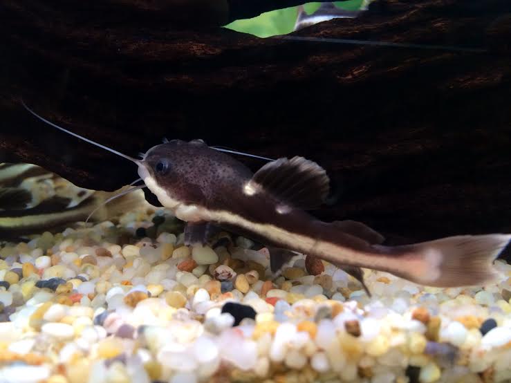 Red Tail Cat Fish 2.5"